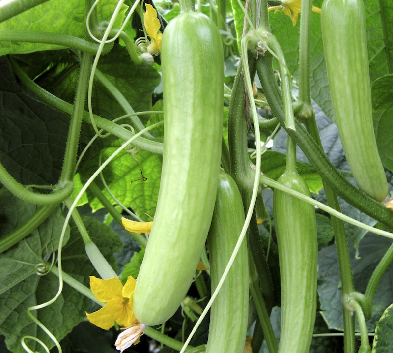 Cucumber 'Delistar' from Suttons