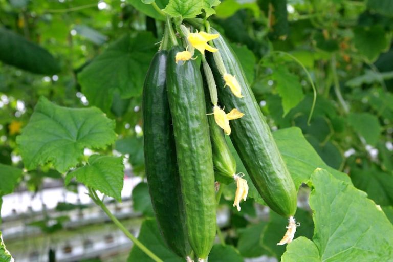 How to avoid bitter cucumbers Suttons Gardening Grow How