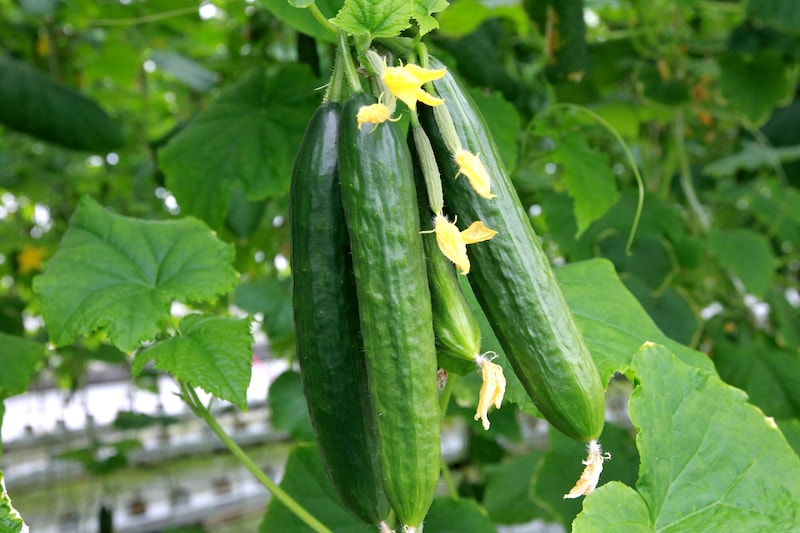 Cucumber Plants ‘Merlin’ from Suttons