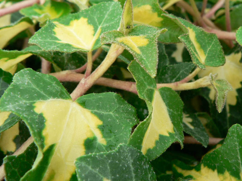 White and cream leaves of Ivy 'Goldheart' 