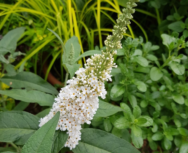Buddleja Butterfly 'Towers White' from Suttons