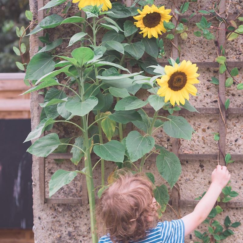 Child standing in front of huge sunflower growing up a wall