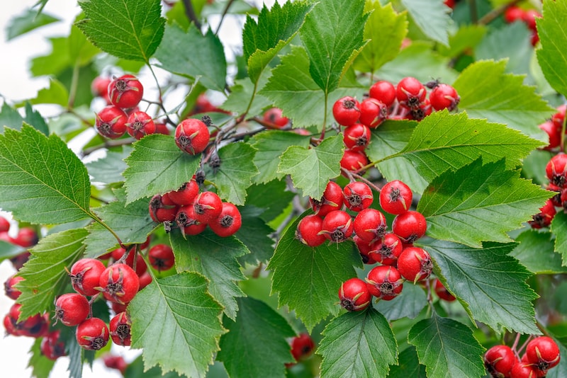 Red berries of hawthorn tree