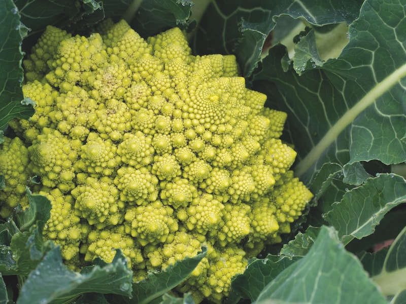 Cauliflower seeds ‘Romanesco’ from Suttons