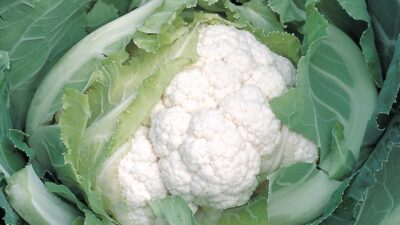 Best expert advice on growing cauliflowers