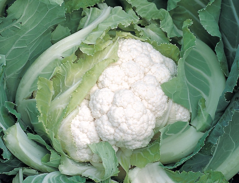 Cauliflower (Organic) Seeds ‘Skywalker F1’ from Suttons