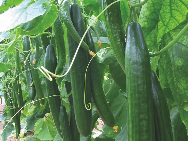 Collection of cucumbers in greenhouse