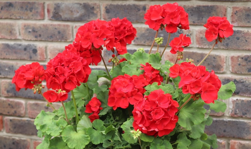 Geranium ‘Grandeur Power Red’ Pre-Planted Hanging Basket from Suttons