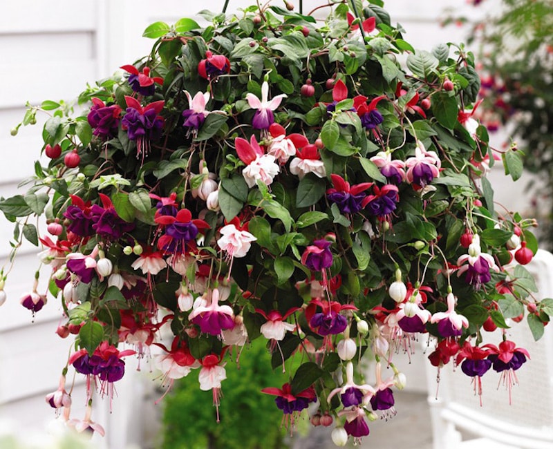 Fuchsia Trailing Pre-Planted Basket from Suttons