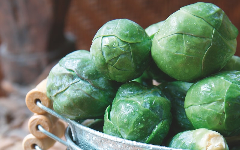 Brussels Sprout ‘Crispus’ from Suttons