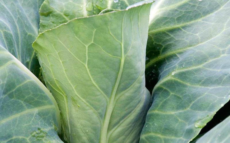 Cabbage Plants ‘Pointed Continuity Duo Pack’ from Suttons