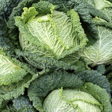 How to grow brassicas from plug plants