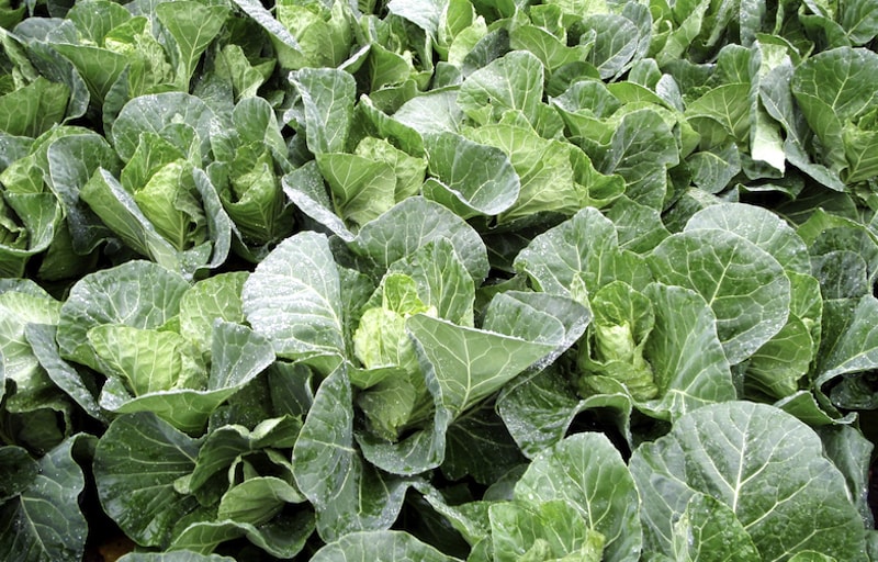 Cabbage Seeds ‘F1 Winterjewel’ from Suttons
