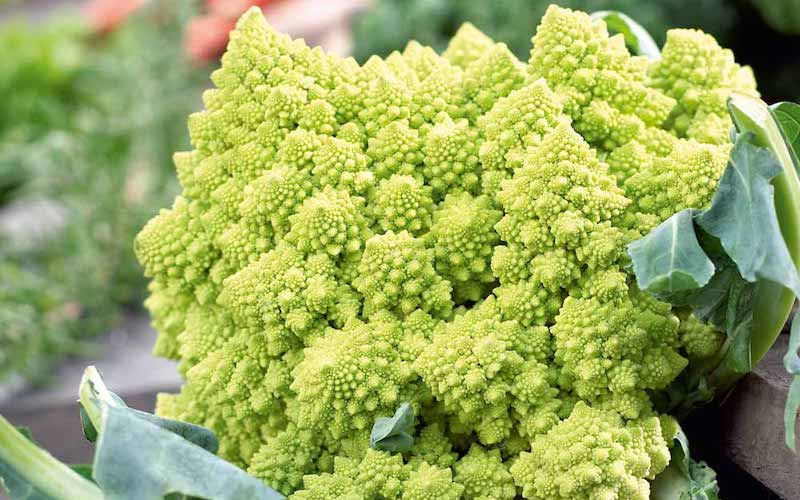 Cauliflower Plants ‘Romanesco Continuity Collection’ from Suttons