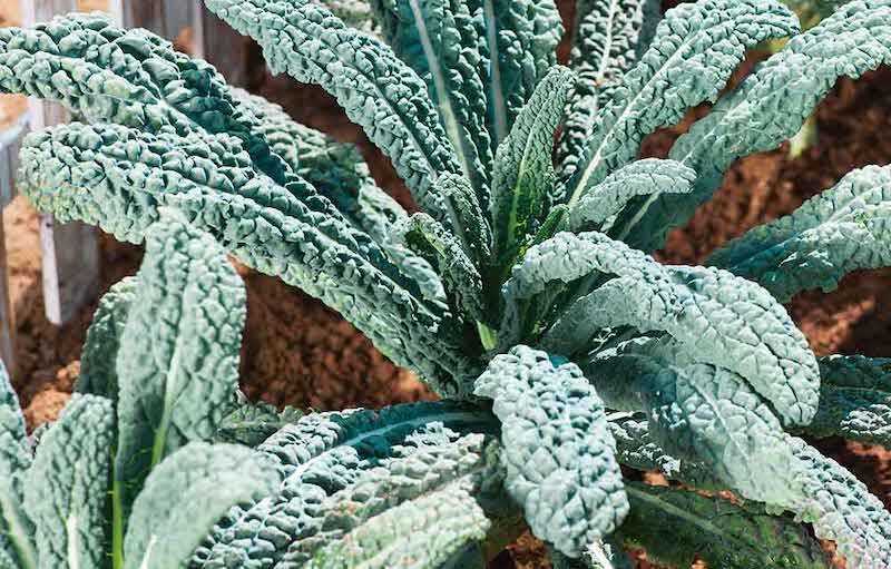 Kale 'Black' Plants from Suttons