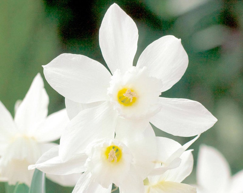 Daffodil Bulbs ‘Thalia’ from Suttons