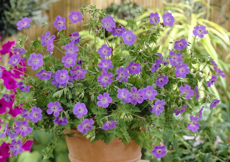 Geranium 'Rozanne' from Suttons