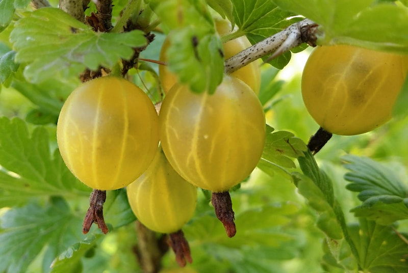 Gooseberry Plant ‘Hinnonmaki Yellow’ from Suttons