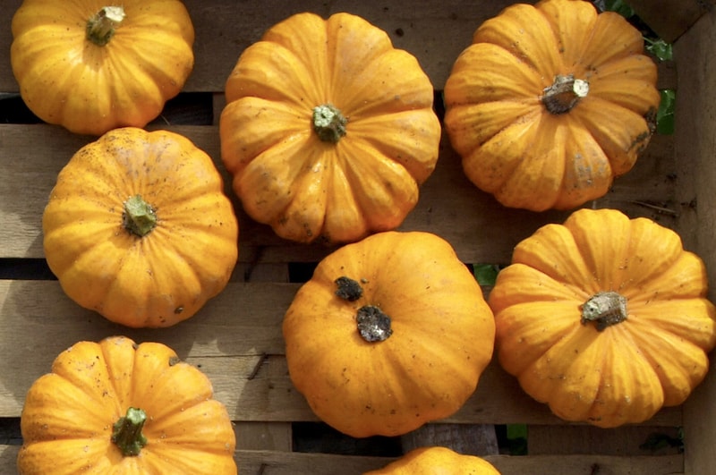 Pumpkin (Organic) Seeds ‘Jack Be Little’ from Suttons