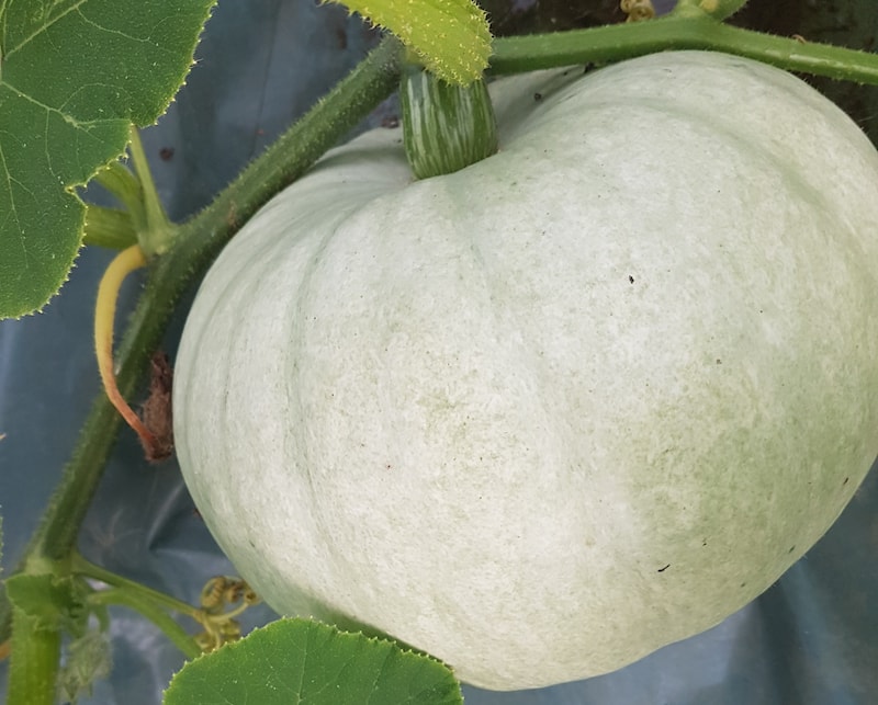 Squash Plants ‘Crown Prince’ from Suttons