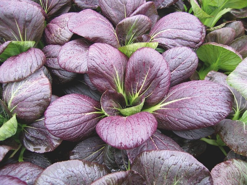 Pak Choi ‘F1 Rubi’ from Suttons