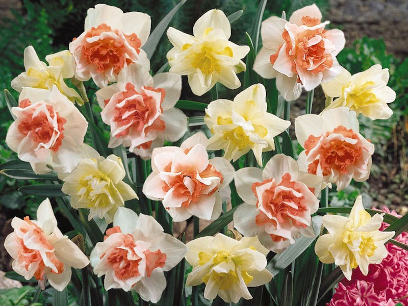 Daffodil 'Double Duo' from Suttons