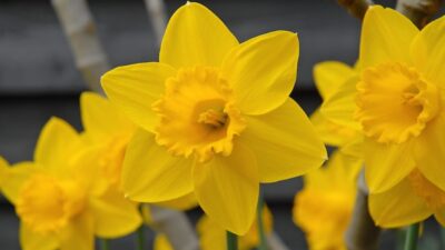  Best expert advice on growing daffodils