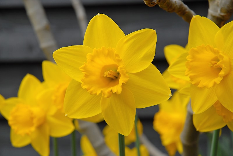 Daffodil ‘King Alfred’ from Suttons