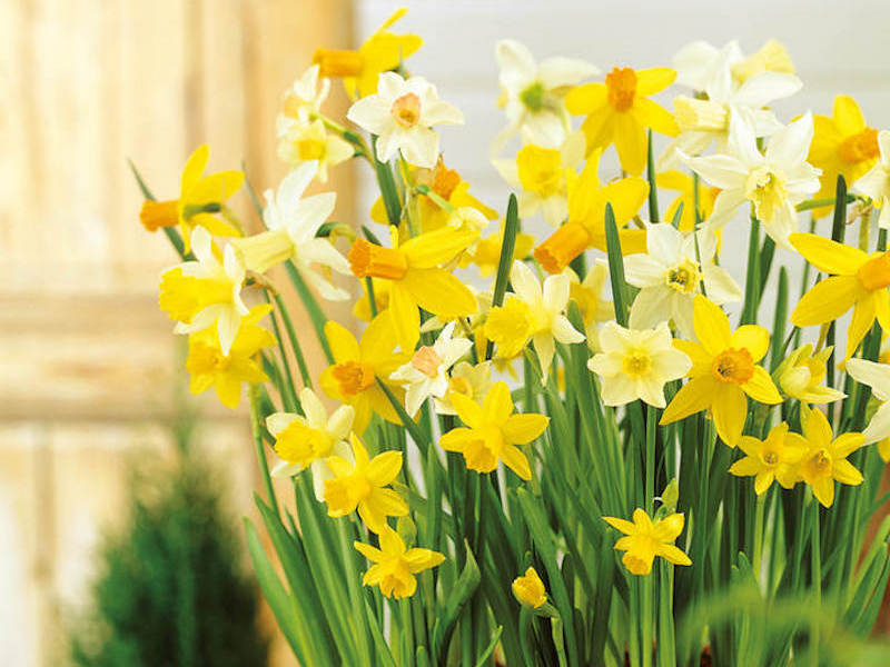 Daffodil Miniature 'Patio Mix' from Suttons