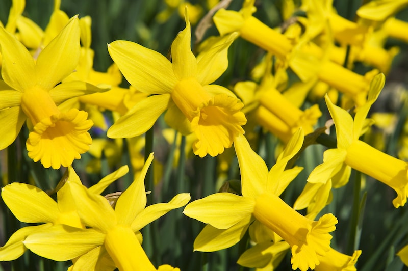 Daffodil ‘Peeping Tom’ from Suttons