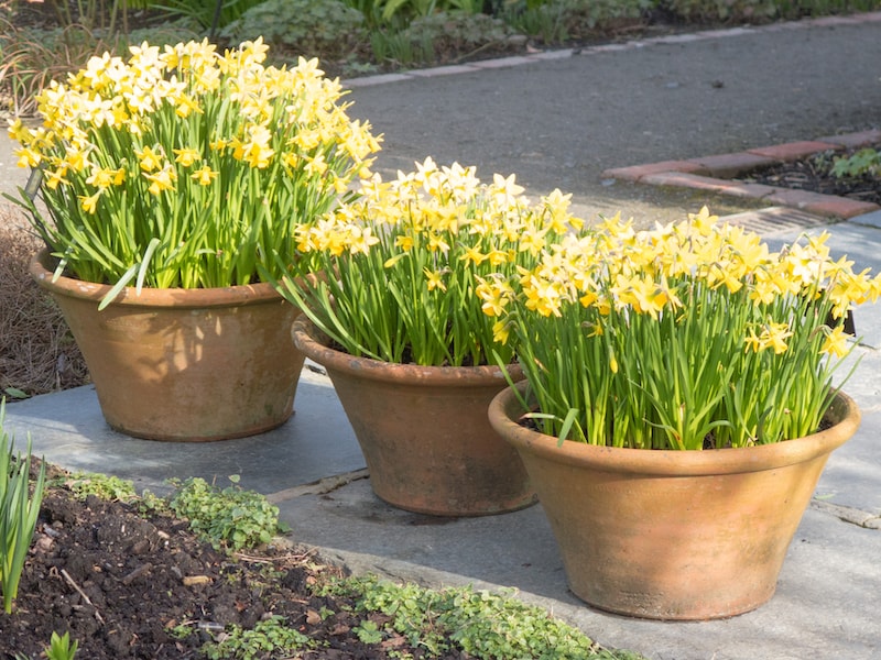 Daffodil 'Tête-à-Tête' from Suttons