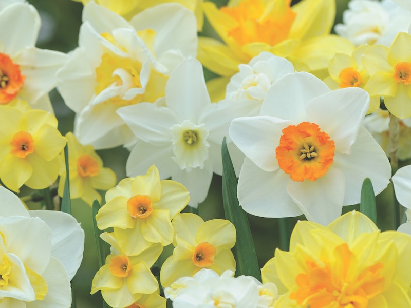 Daffodil ‘Value Mixed’ from Suttons