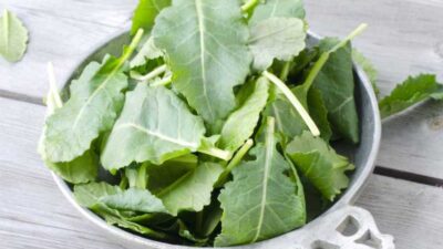 How to grow salad from seed