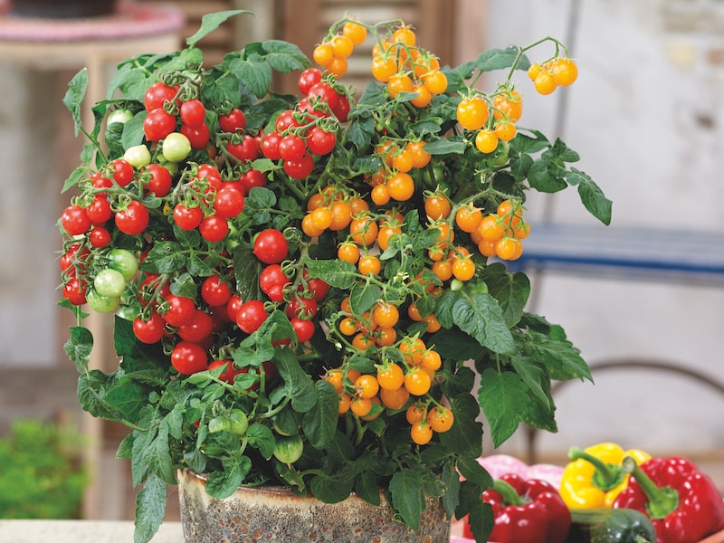 Tomato Plant ‘Sweet & Sturdy’ from Suttons