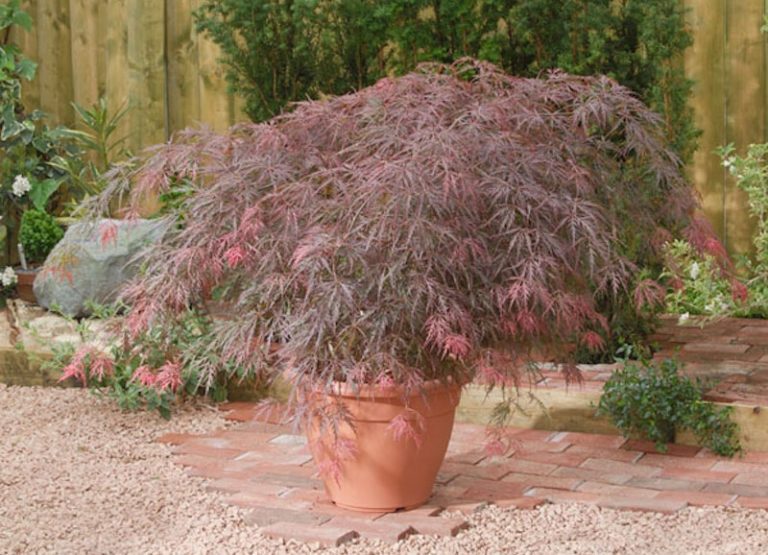 Best expert advice on growing acers Suttons Gardening Grow How