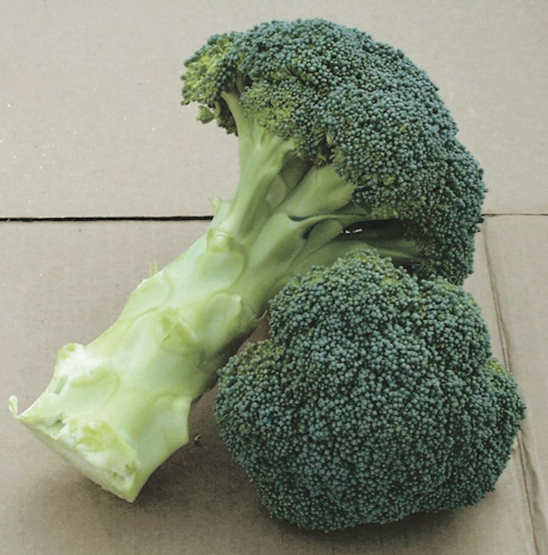 Broccoli 'Green Magic' from Suttons