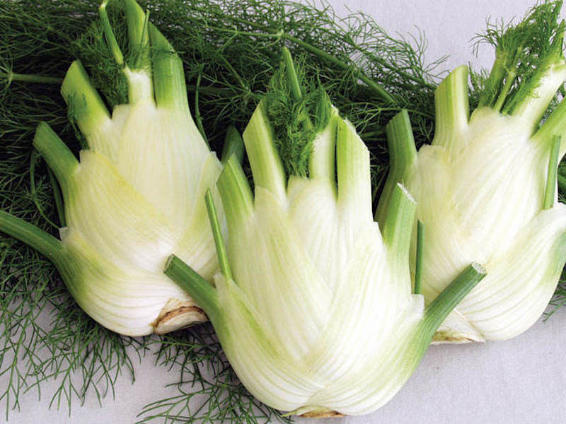 Florence Fennel (Organic) Seeds ‘Finale’ from Suttons