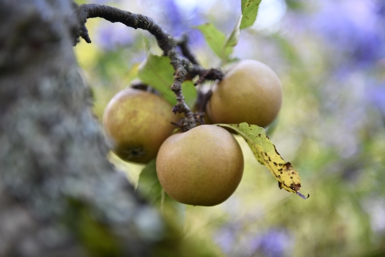 Apple (Malus) ‘Egremont Russet’ from Suttons