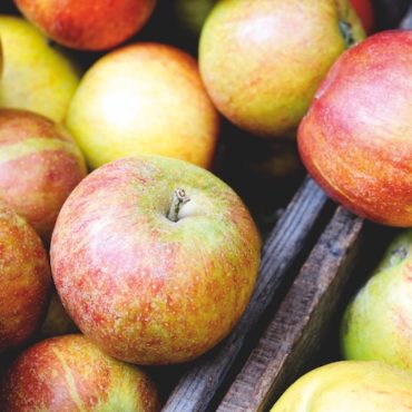 Best expert advice on growing apple trees