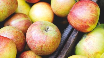 Best expert advice on growing apple trees