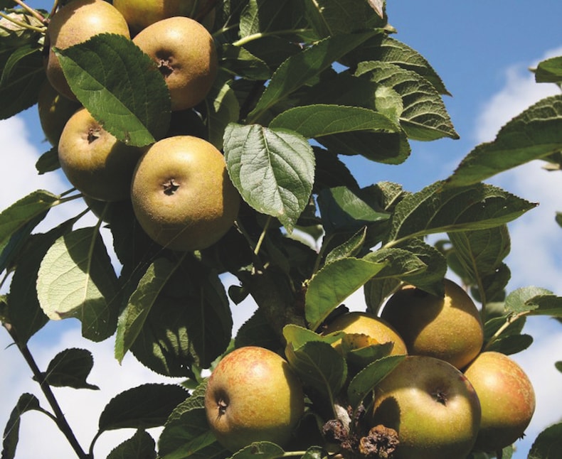 Apple ‘Ashmead’s Kernel’ from Suttons
