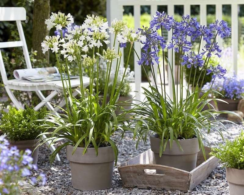 Agapanthus ‘Blue & White Collection’ from Suttons