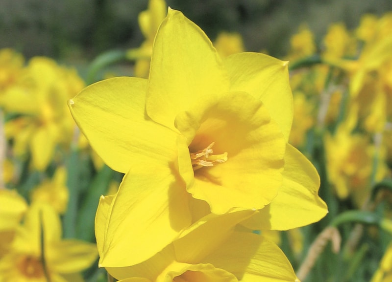Daffodil (Cornish) Bulbs ‘Rosemoor Gold’ from Suttons