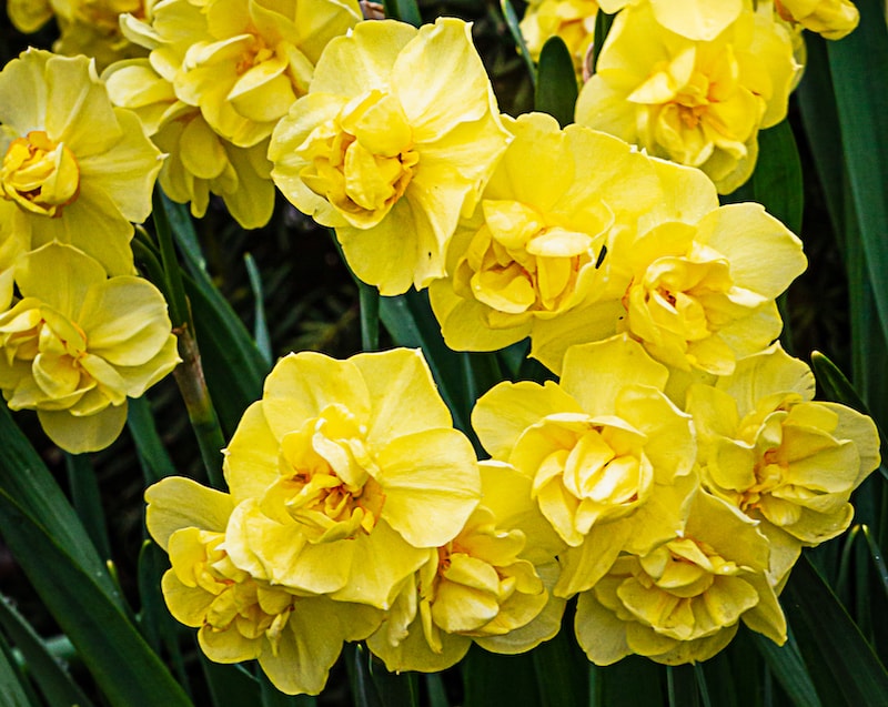 Narcissus Bulbs - Yellow Cheerfulness (Double) from Suttons