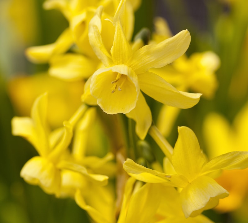 Daffodil Bulbs ‘Hawera’ from Suttons