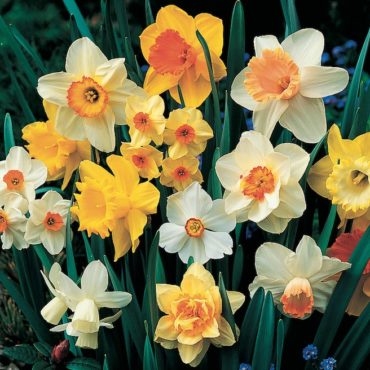 The secret story of daffodils