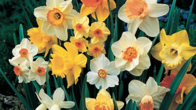 The secret story of daffodils