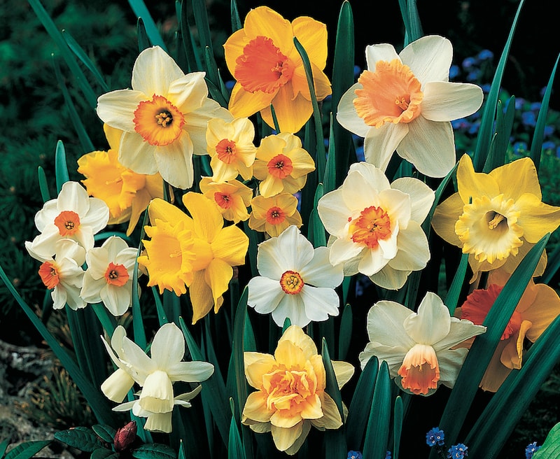 Daffodil ‘Sunshine Mix’ from Suttons