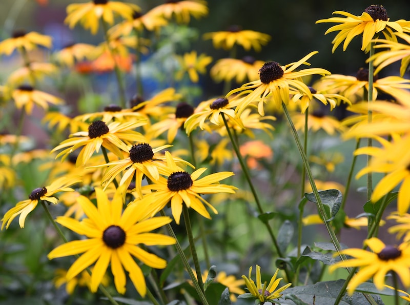 Rudbeckia ‘Goldsturm’ from Suttons