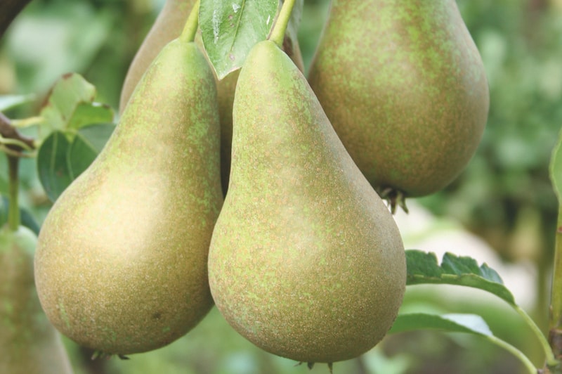 Pear Mini Conference from Suttons